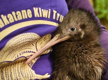 Kiwi Capital of the World